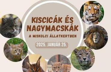 Kiscicák és nagymacskák az állatkertben