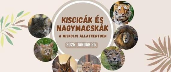 Kiscicák és nagymacskák az állatkertben