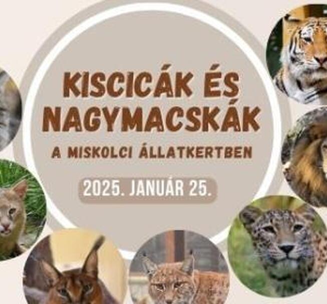 Kiscicák és nagymacskák az állatkertben