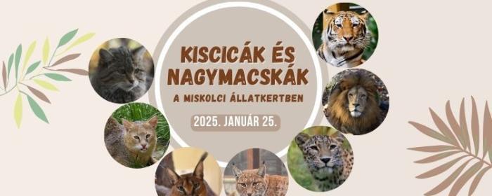 Kiscicák és nagymacskák az állatkertben