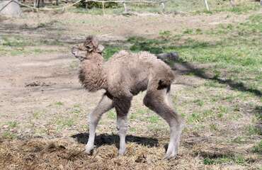 Minden szívet megolvaszt a Miskolci Állatkert új lakója Minden szívet megolvaszt a Miskolci Állatkert új lakója